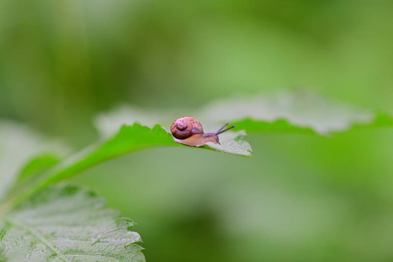 蜗牛爬叶图片