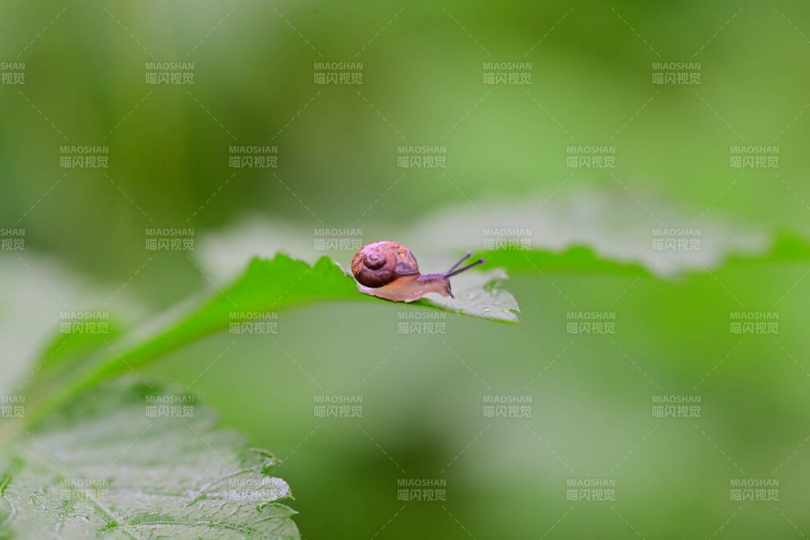 蜗牛爬叶图片