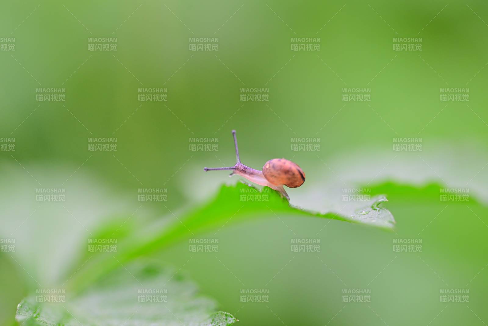 蜗牛爬叶图片