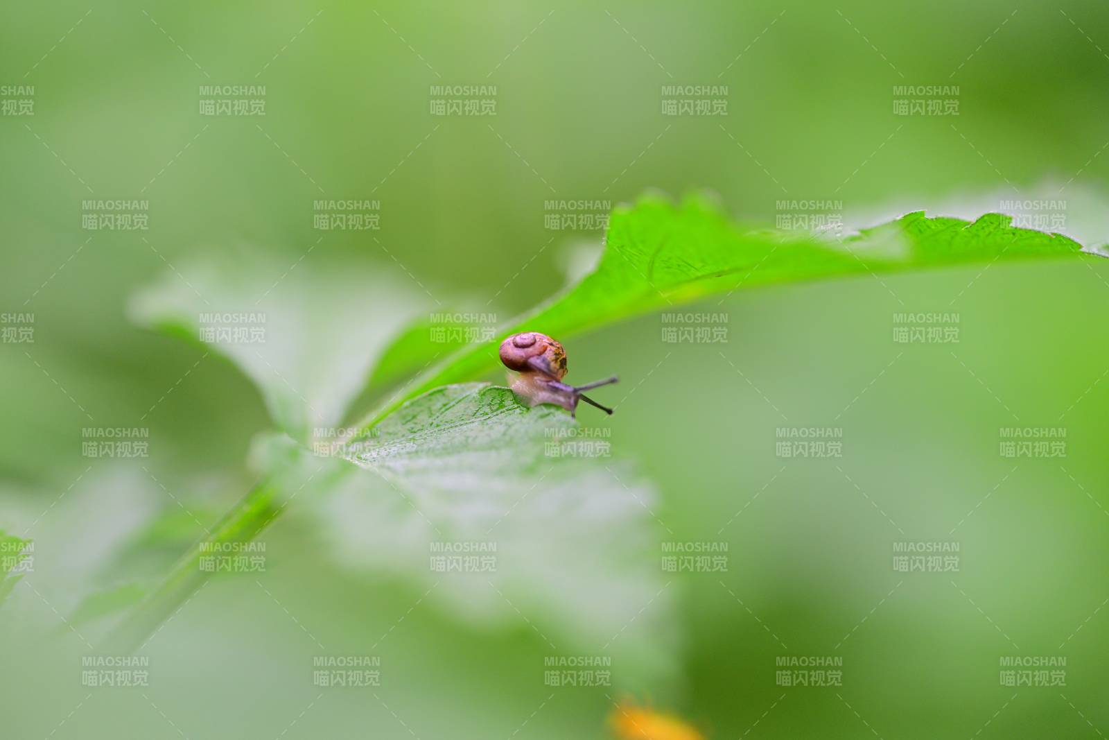 蜗牛爬叶图片