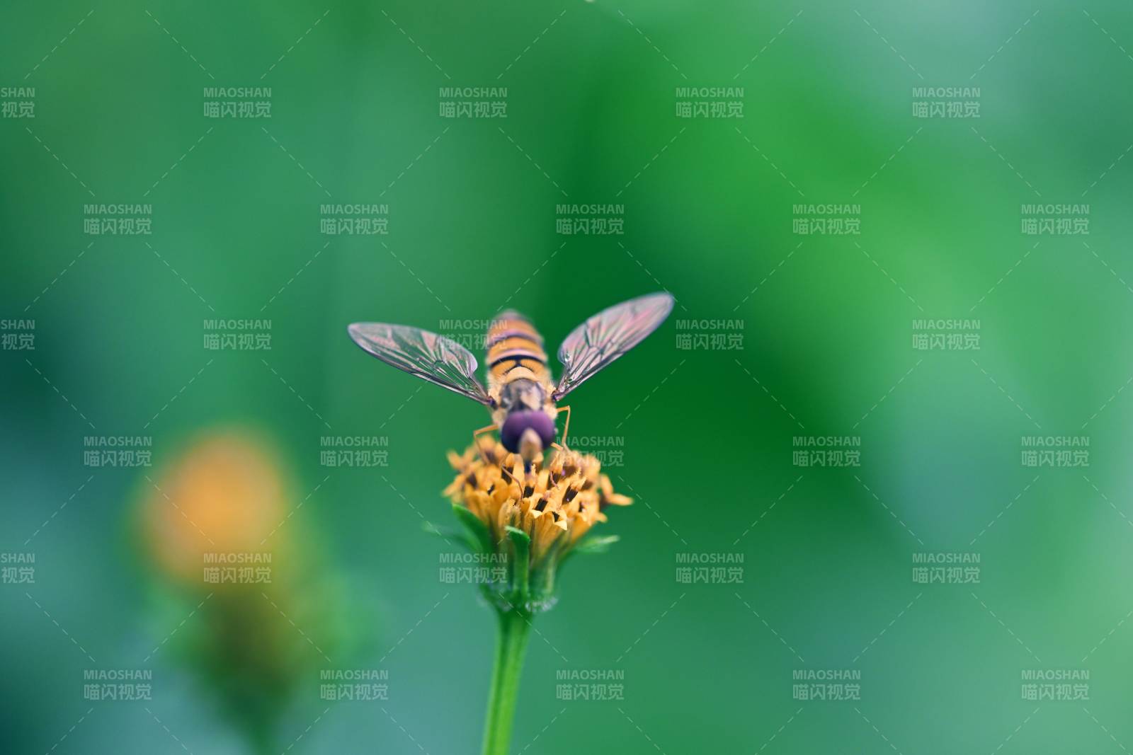 花上停歇的蜂虻图片
