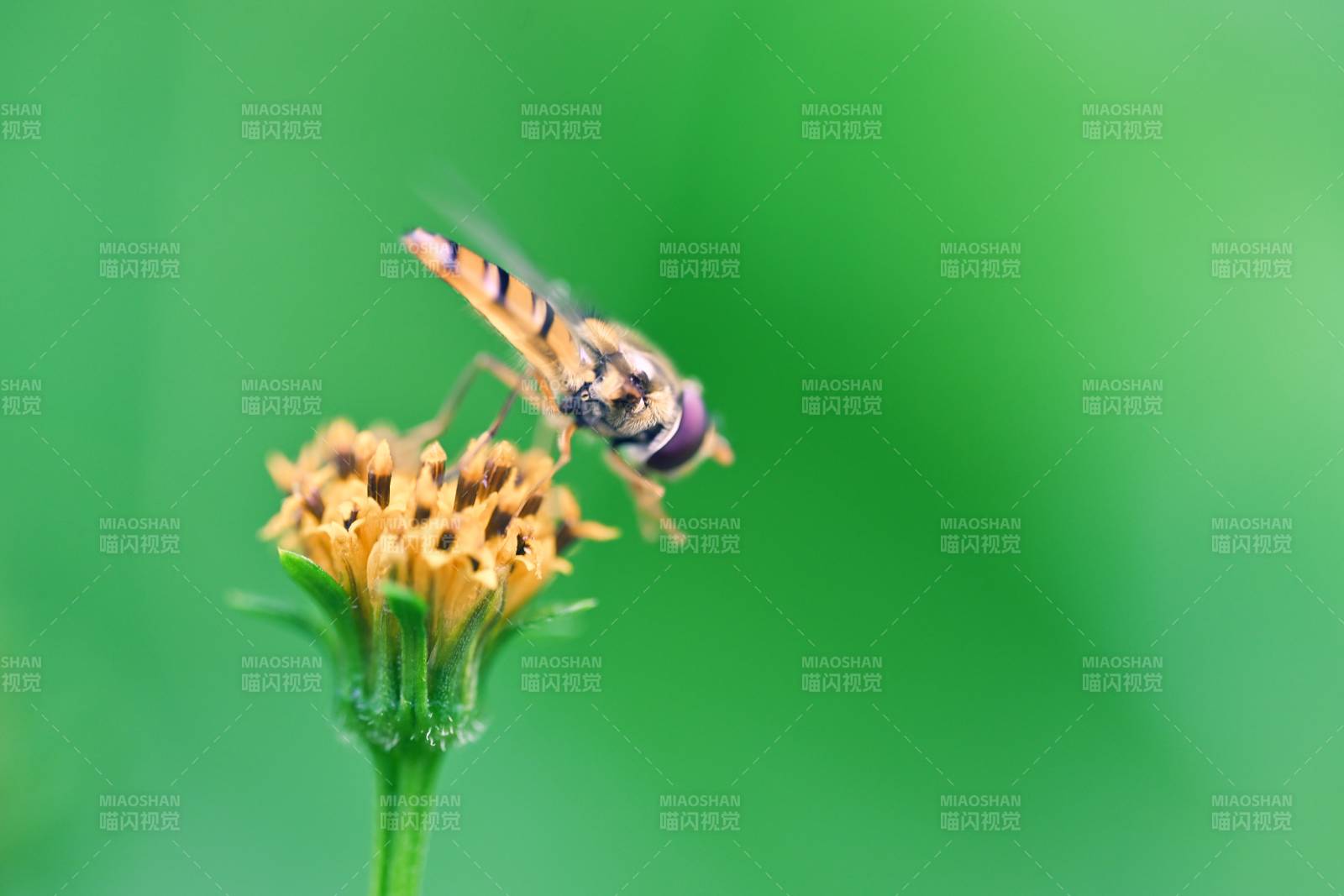 花上飞舞的蜜蜂图片