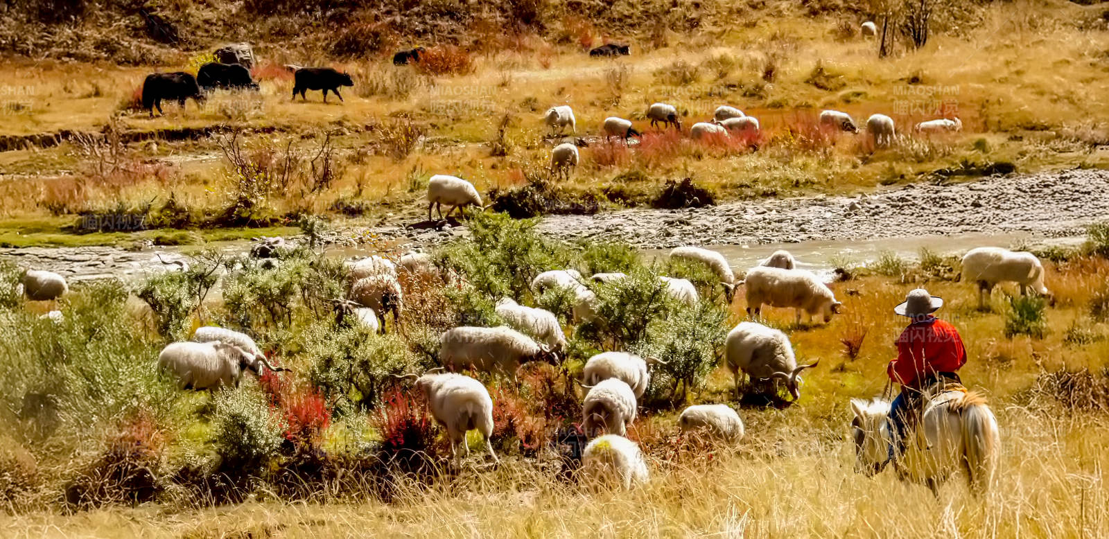 牧羊人与羊群在草原图片