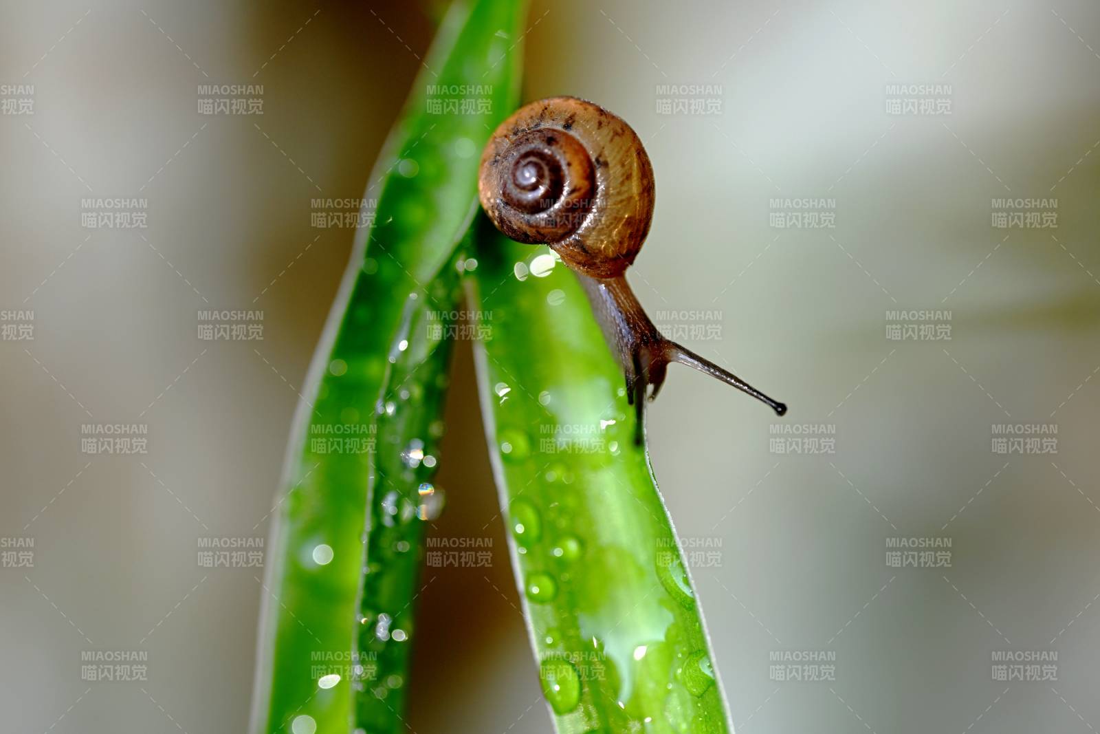 蜗牛攀爬绿叶图片