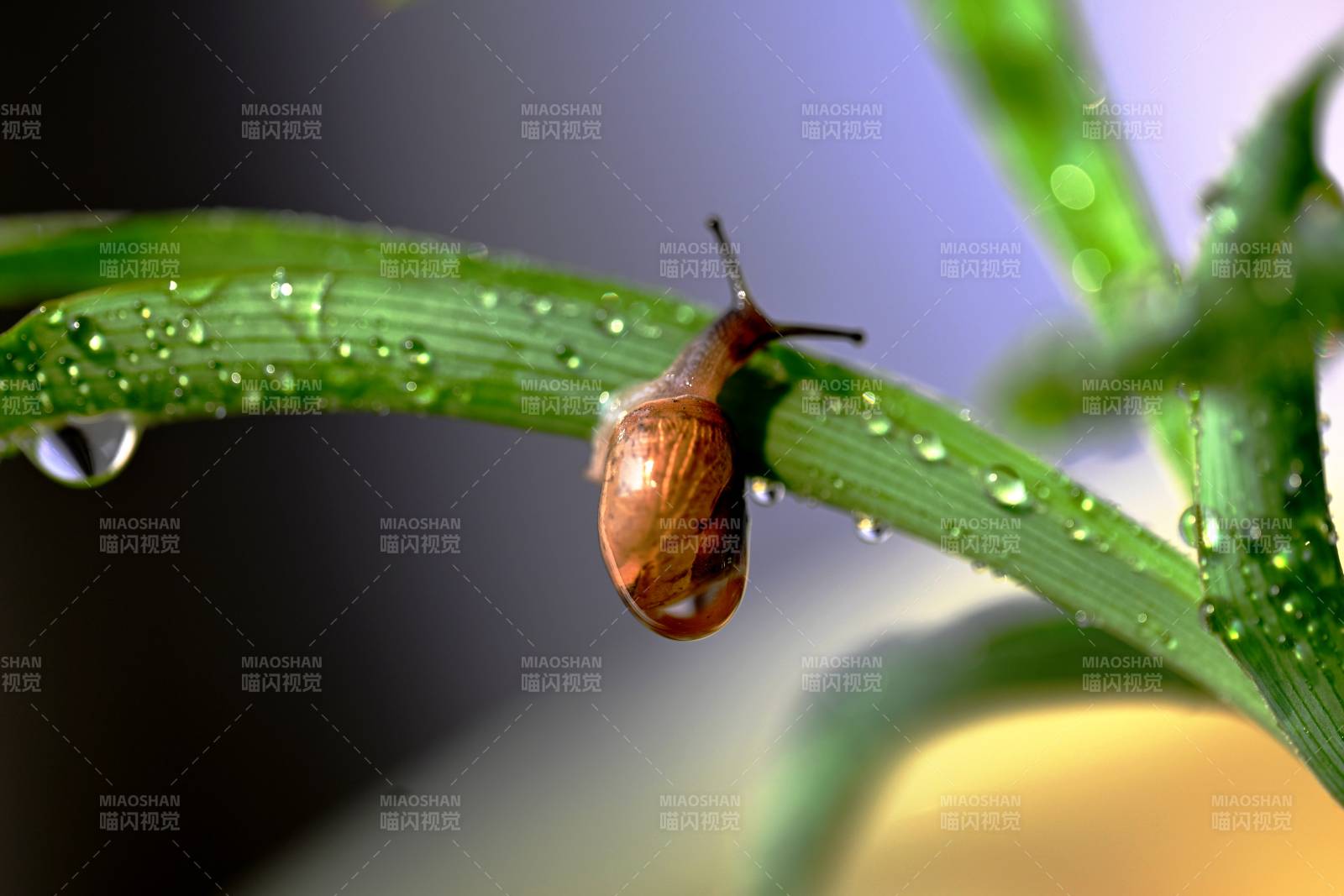 露珠上的小蜗牛图片