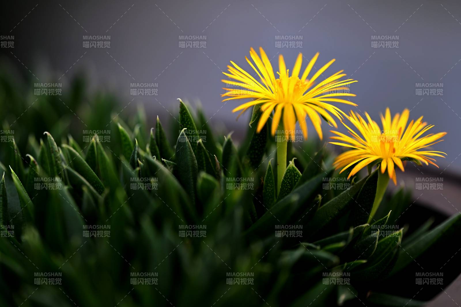 黄花绿叶生机盎然图片