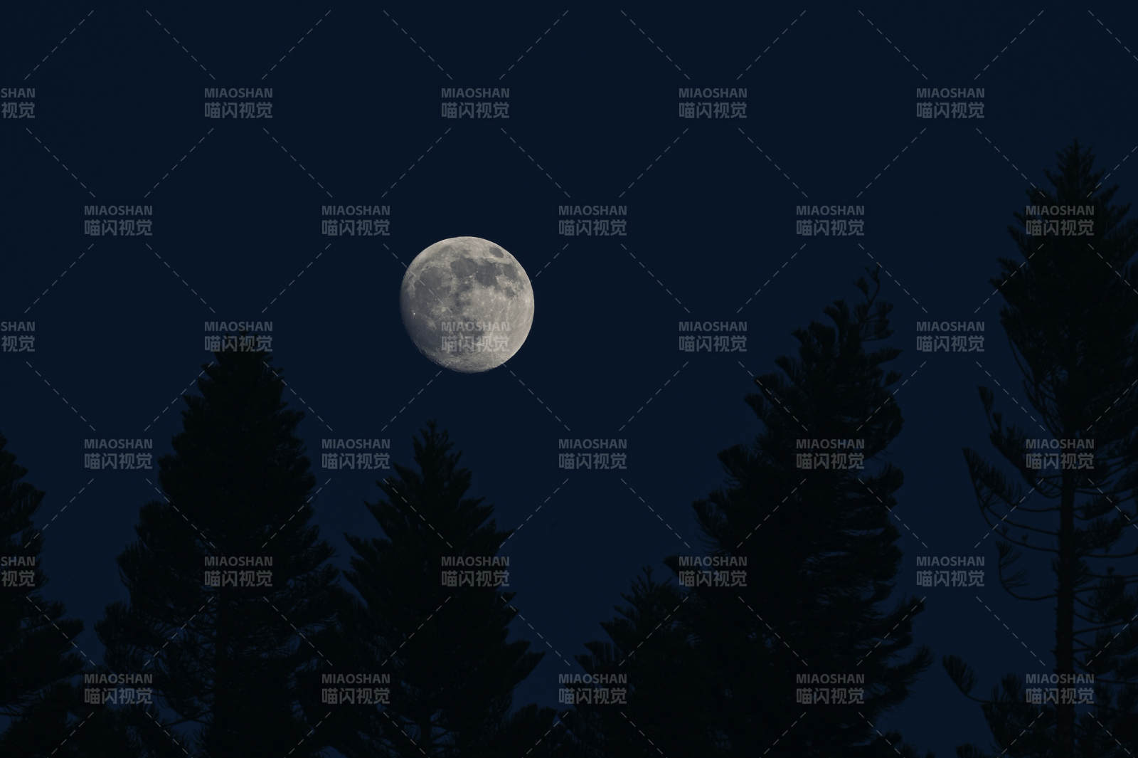 月夜松影图片