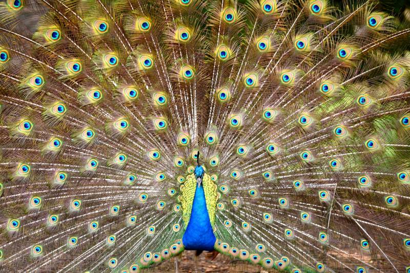 孔雀开屏 美不胜收图片