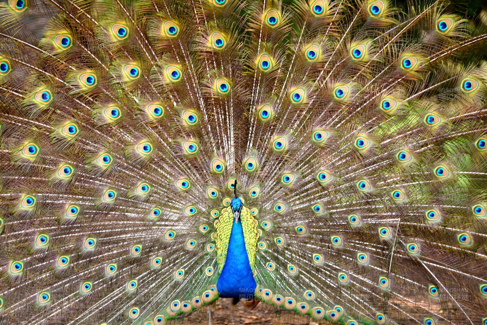 孔雀开屏 美不胜收图片