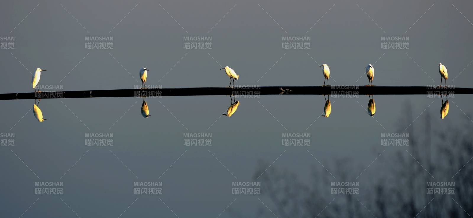 白鹭栖枝倒影成行图片