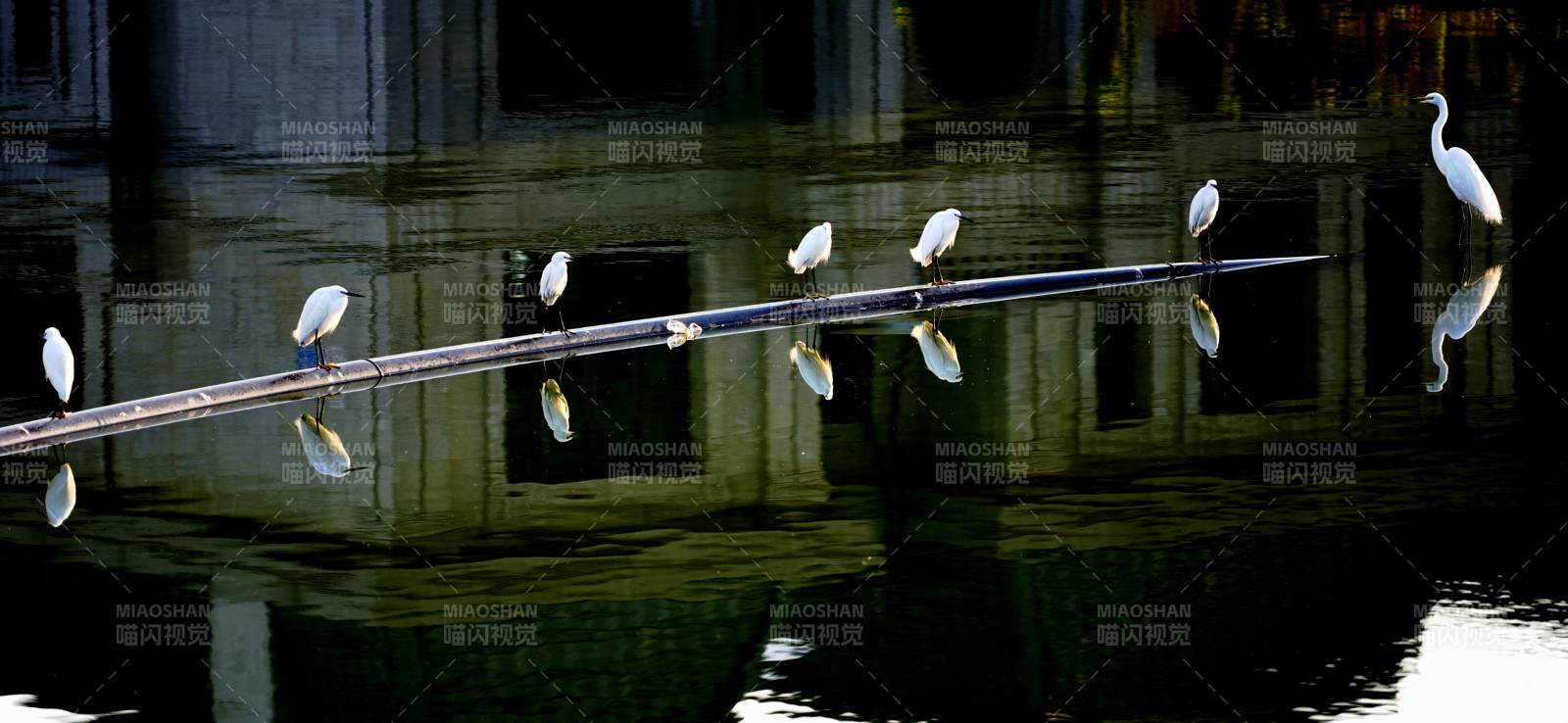 白鹭栖枝水影清图片