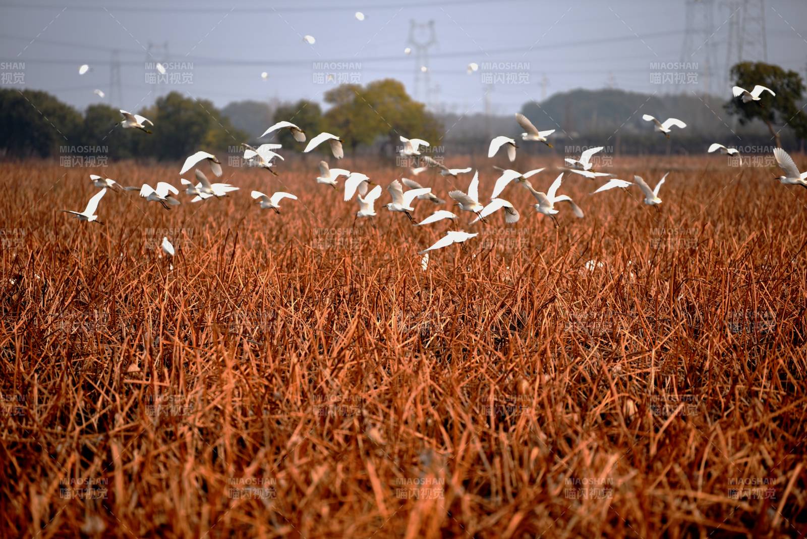 白鹭翔于枯草田图片