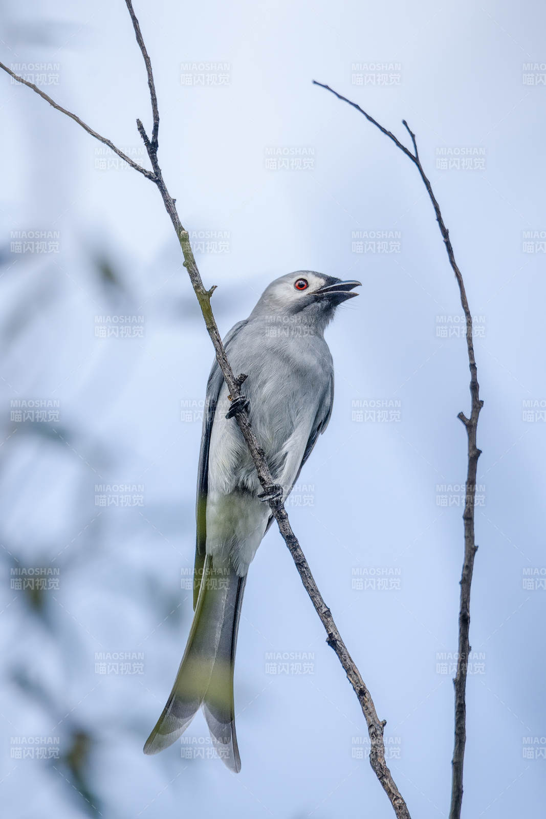 灰卷尾栖枝望远方图片