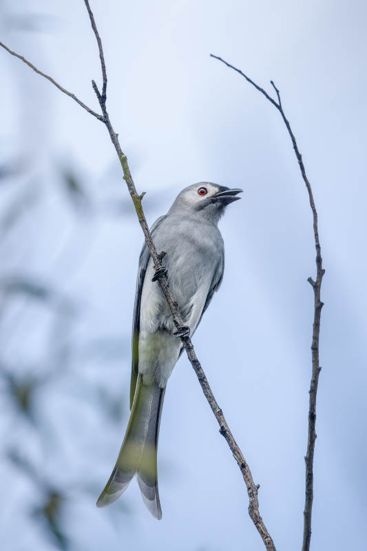 灰卷尾栖枝望远方图片