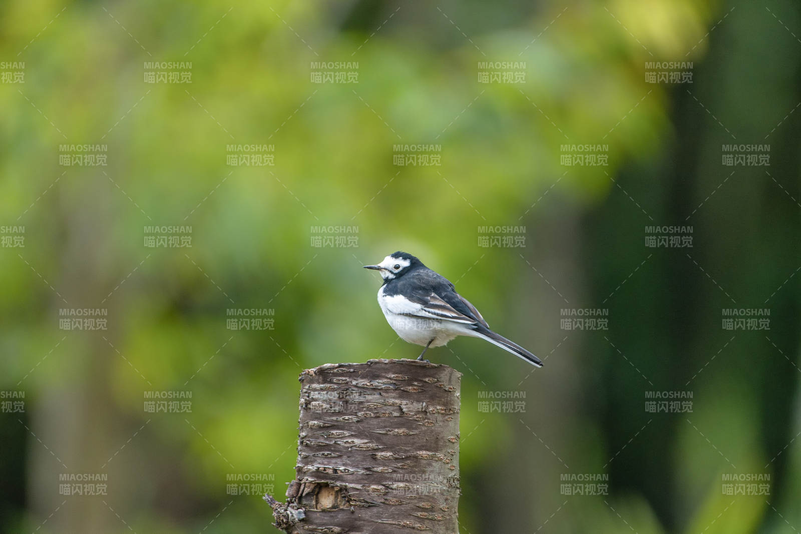 白鹡鸰栖息木桩图片