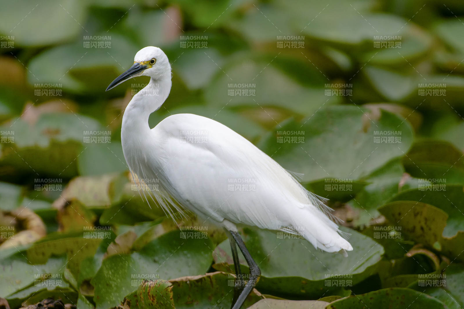 白鹭栖息荷叶间图片
