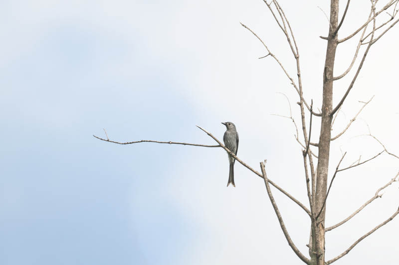 灰鸟栖枝头图片