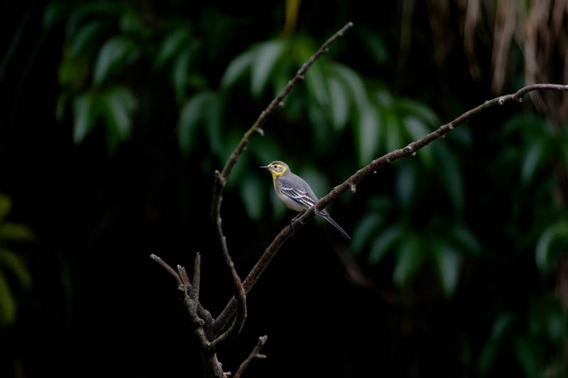 黄喉莺栖枝头图片