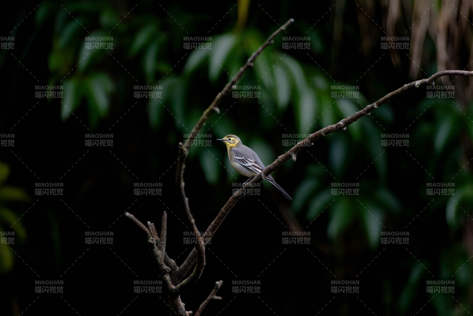 黄喉莺栖枝头图片