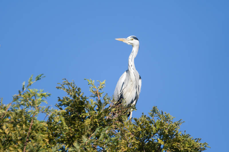 苍鹭栖枝望蓝天图片