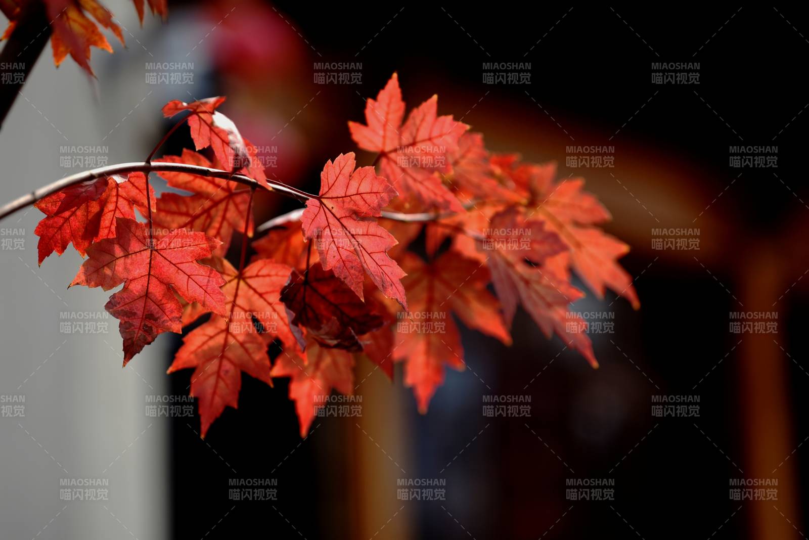 秋叶红艳枝头图片