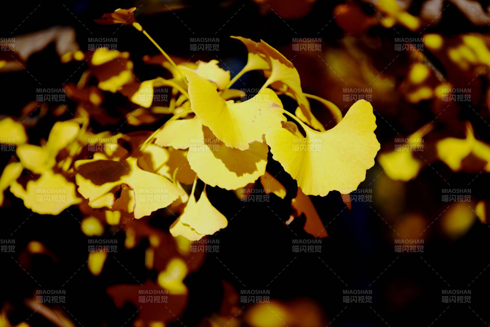 银杏叶黄秋意浓图片