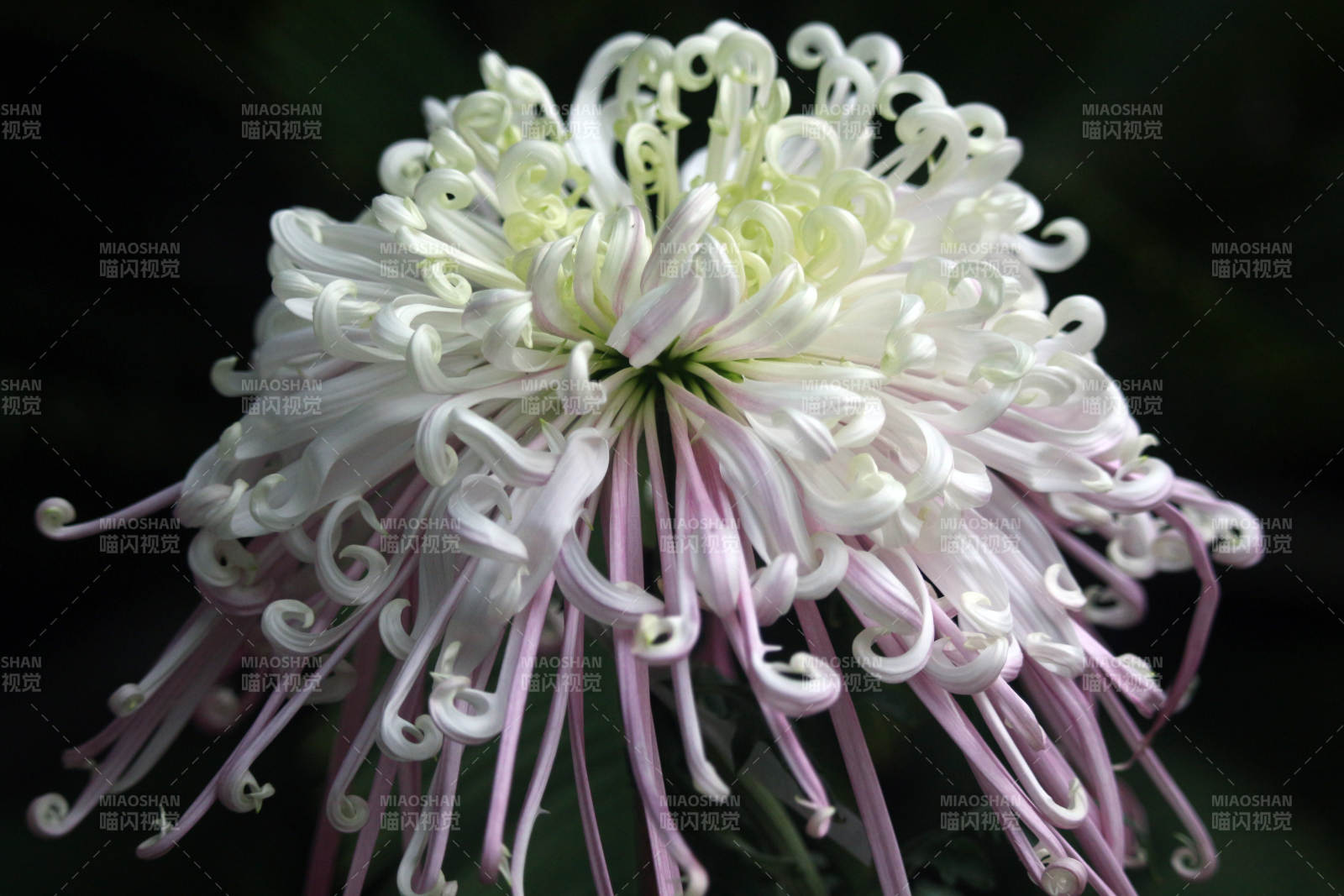 菊花绽放 优雅迷人图片