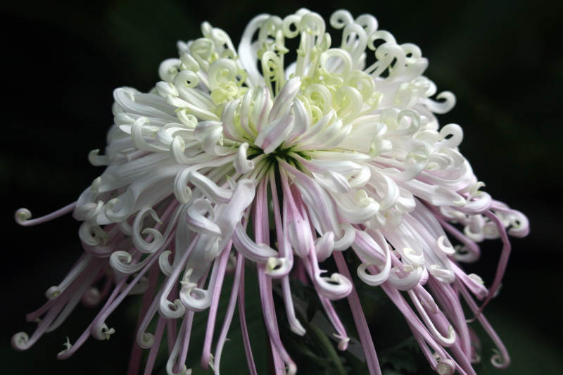 菊花绽放 优雅迷人图片