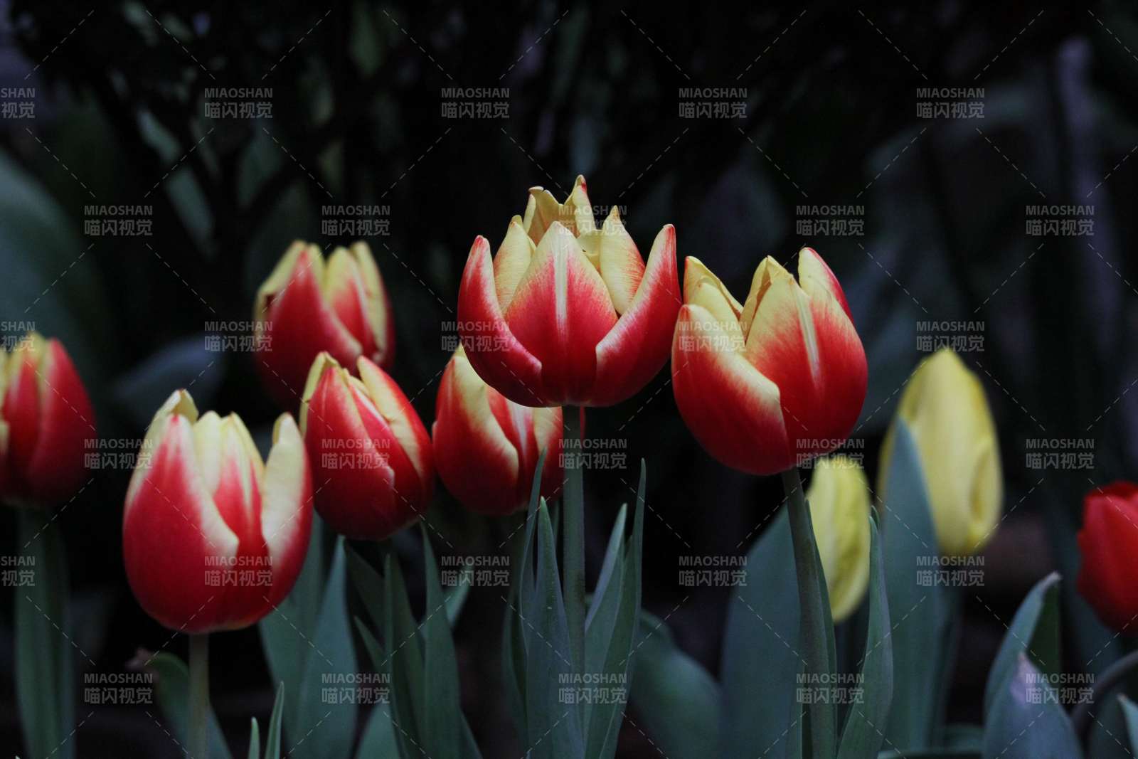 红黄郁金香绽放图片