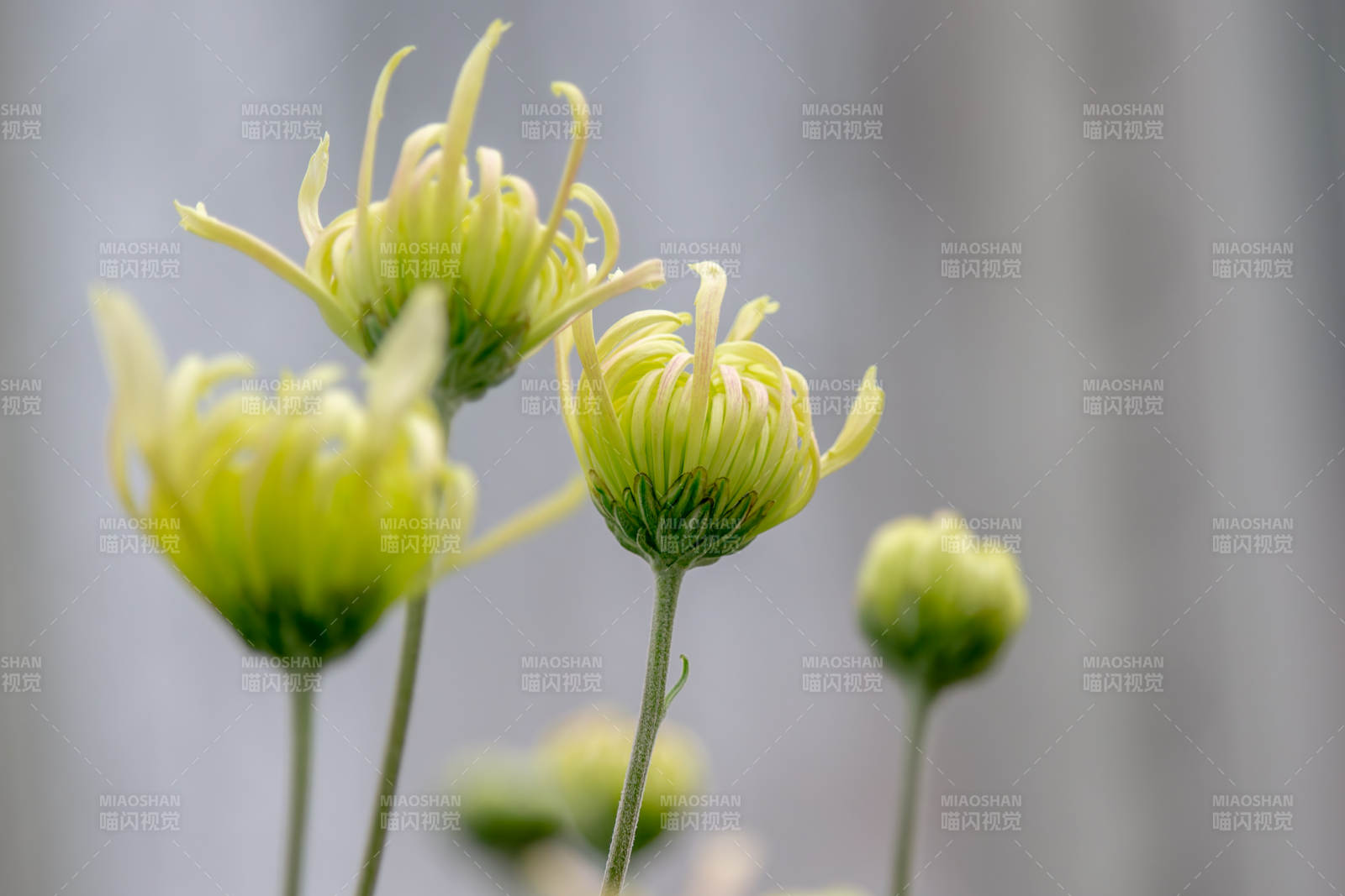淡黄菊花绽放图片