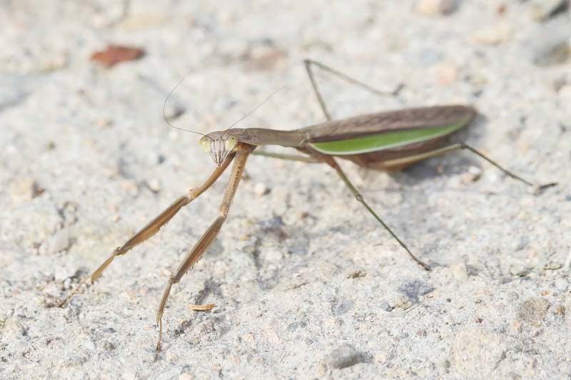螳螂静立石上图片