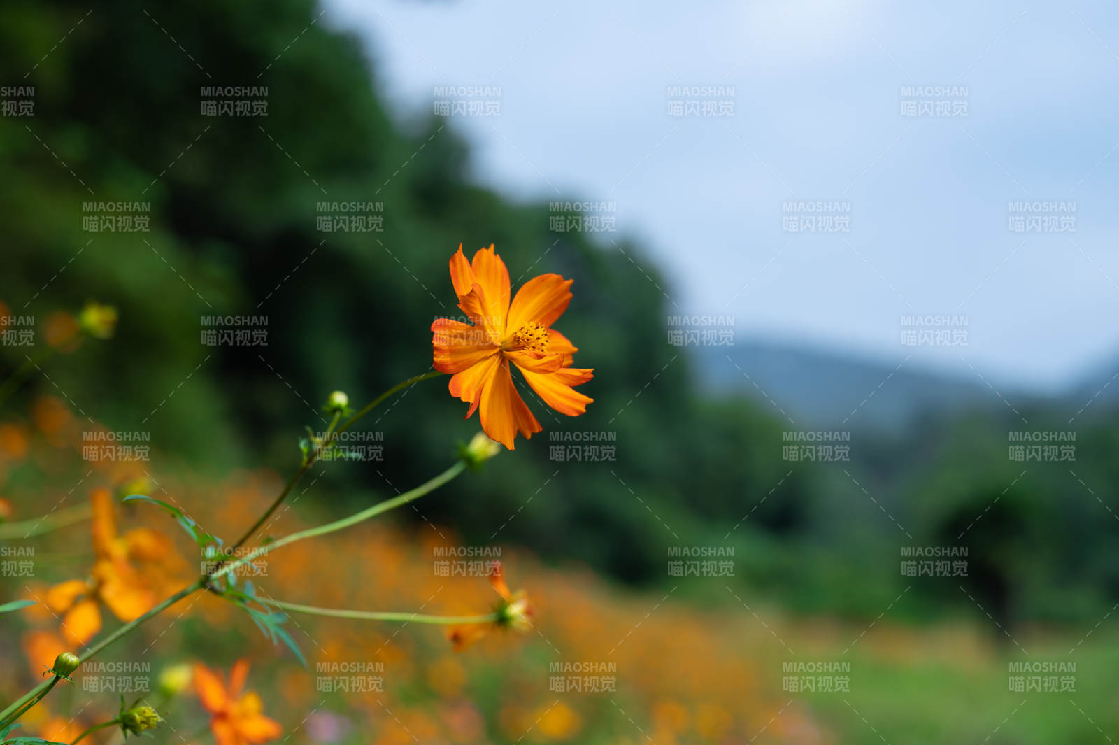 橙花绽放山野间图片