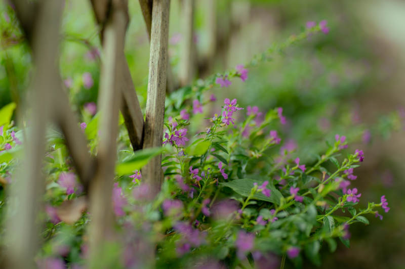 紫花丛中枝影摇图片
