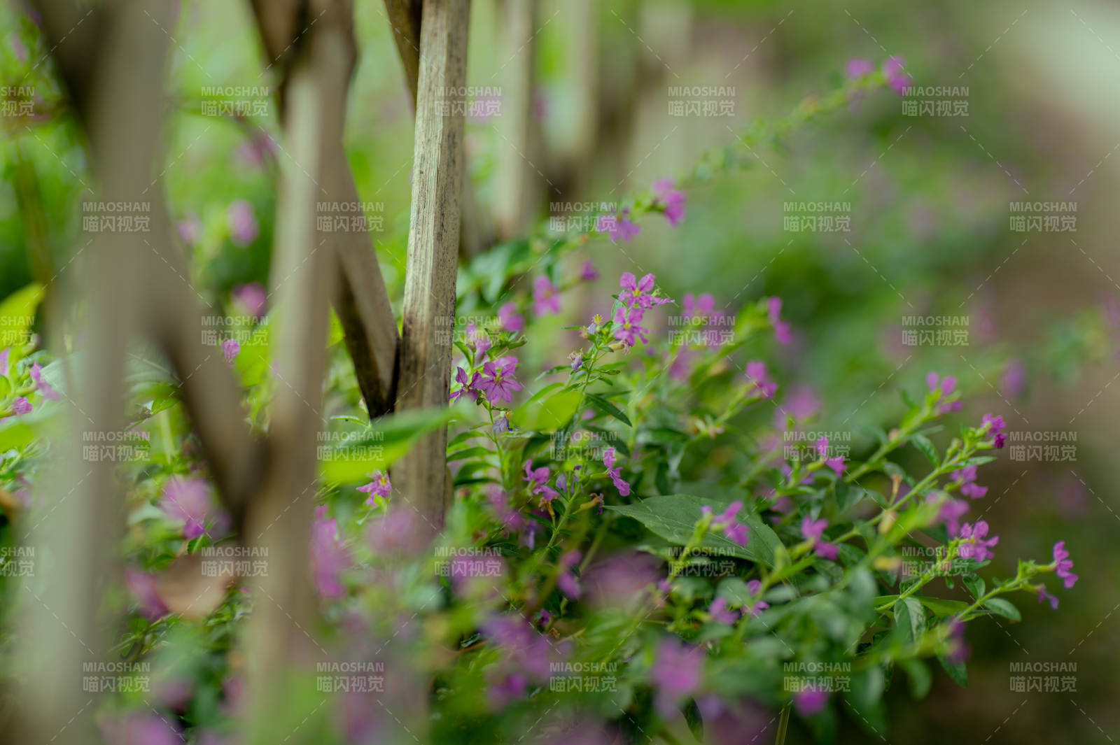 紫花丛中枝影摇图片