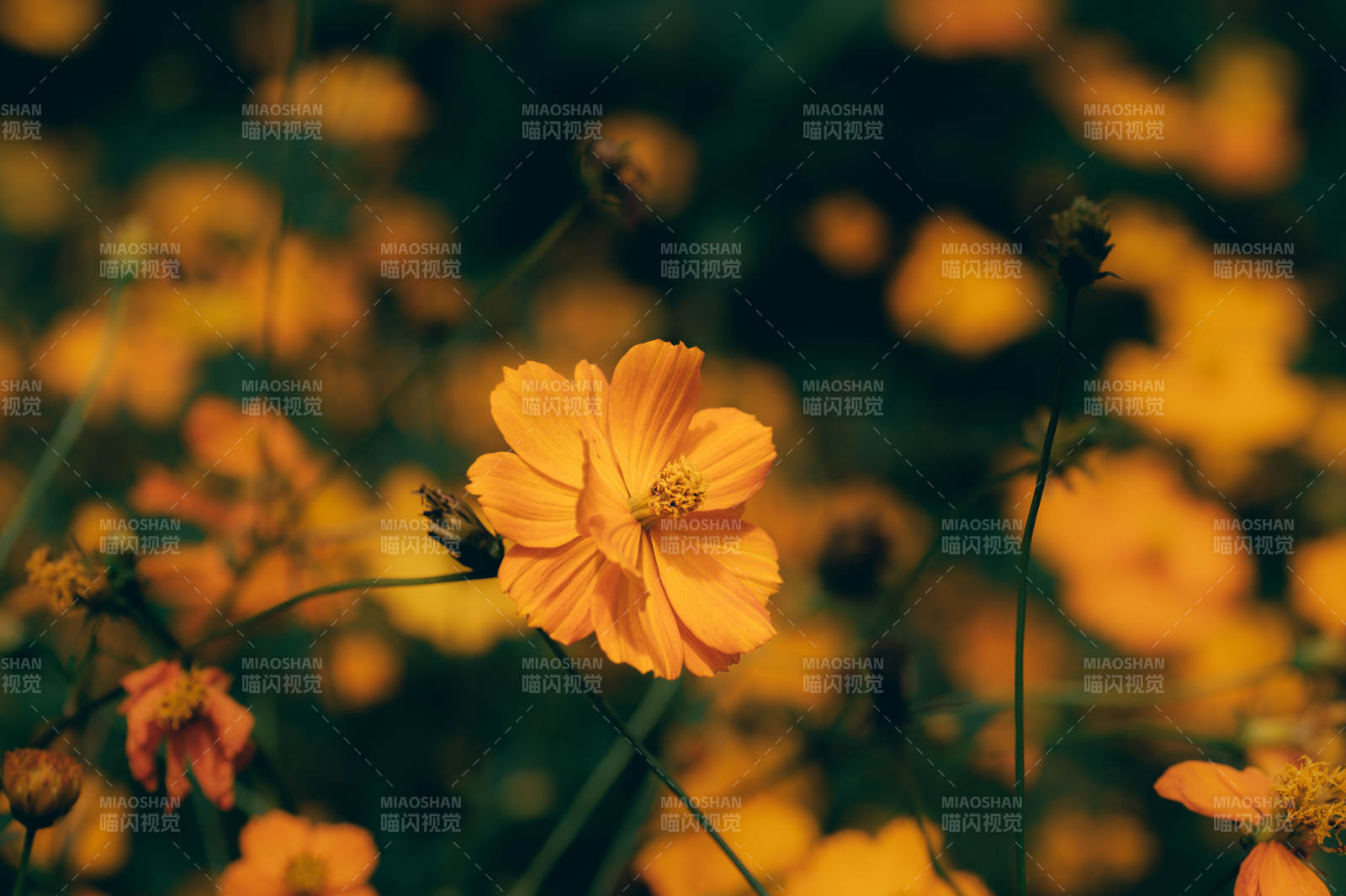 黄秋英绽放图片