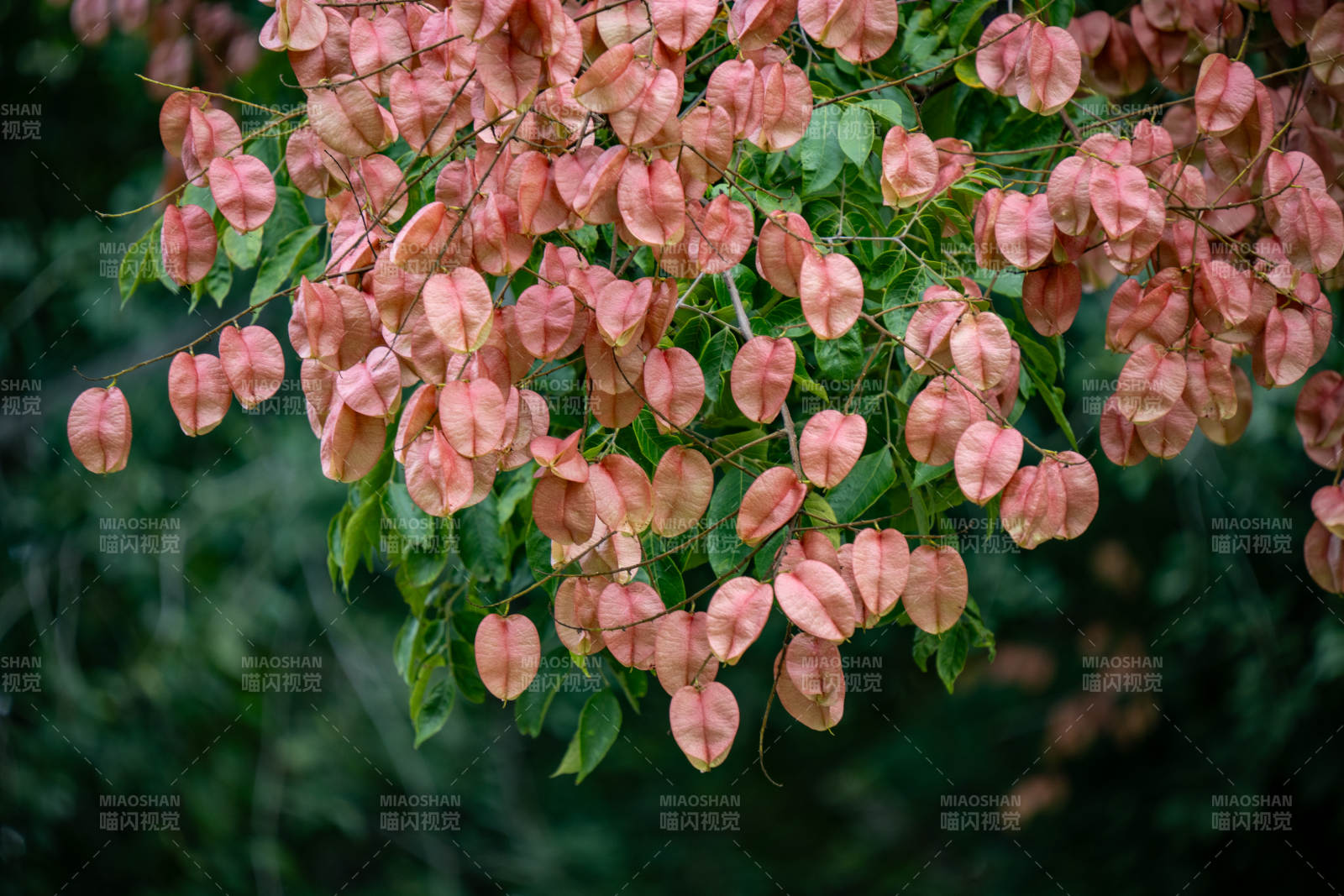 栾树粉红果实挂枝头图片