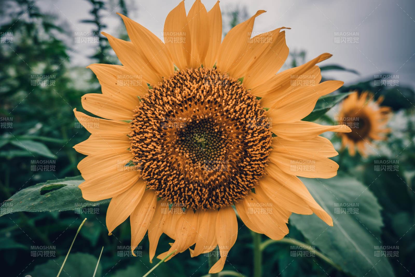 向日葵绽放图片