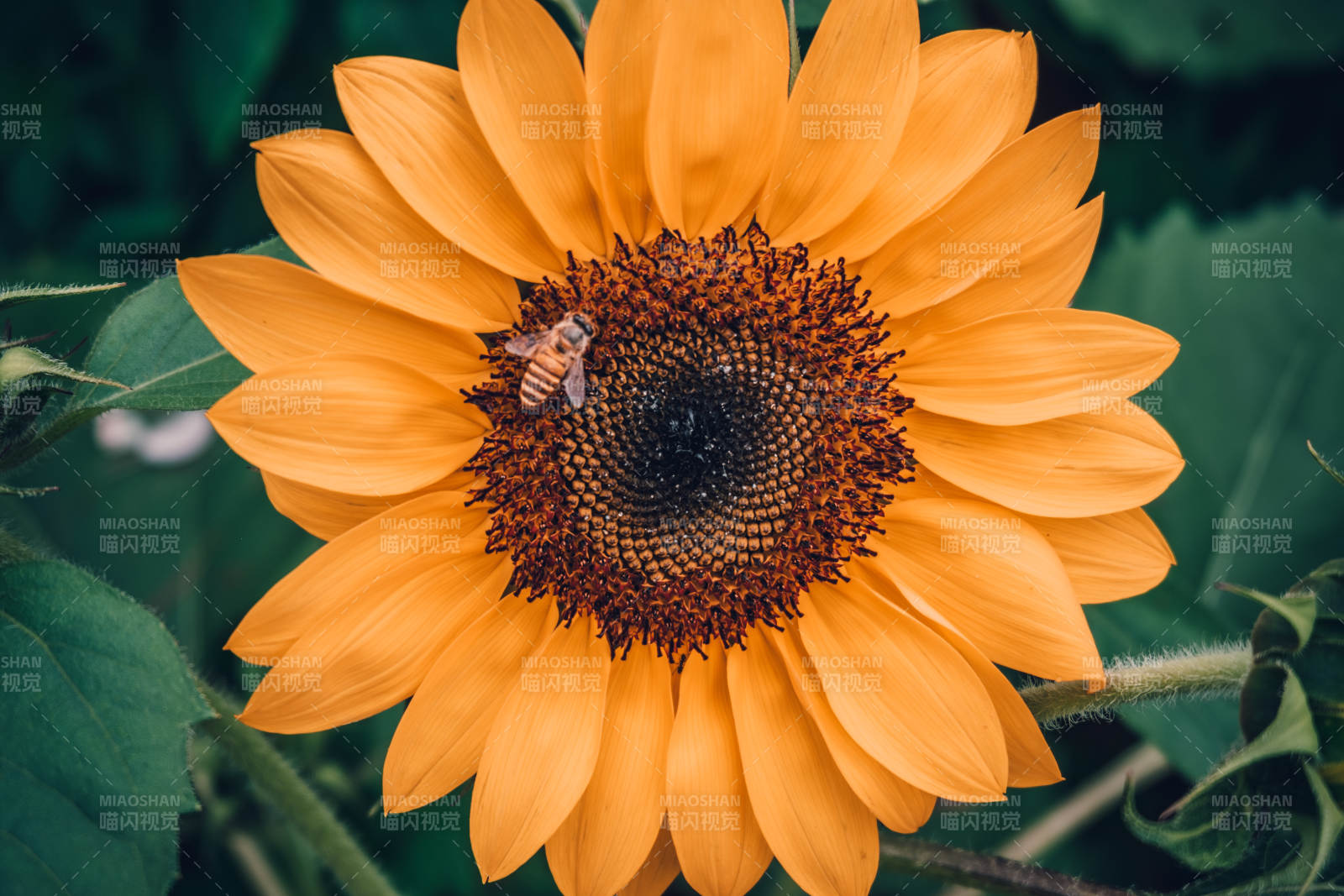 向日葵上的蜜蜂图片