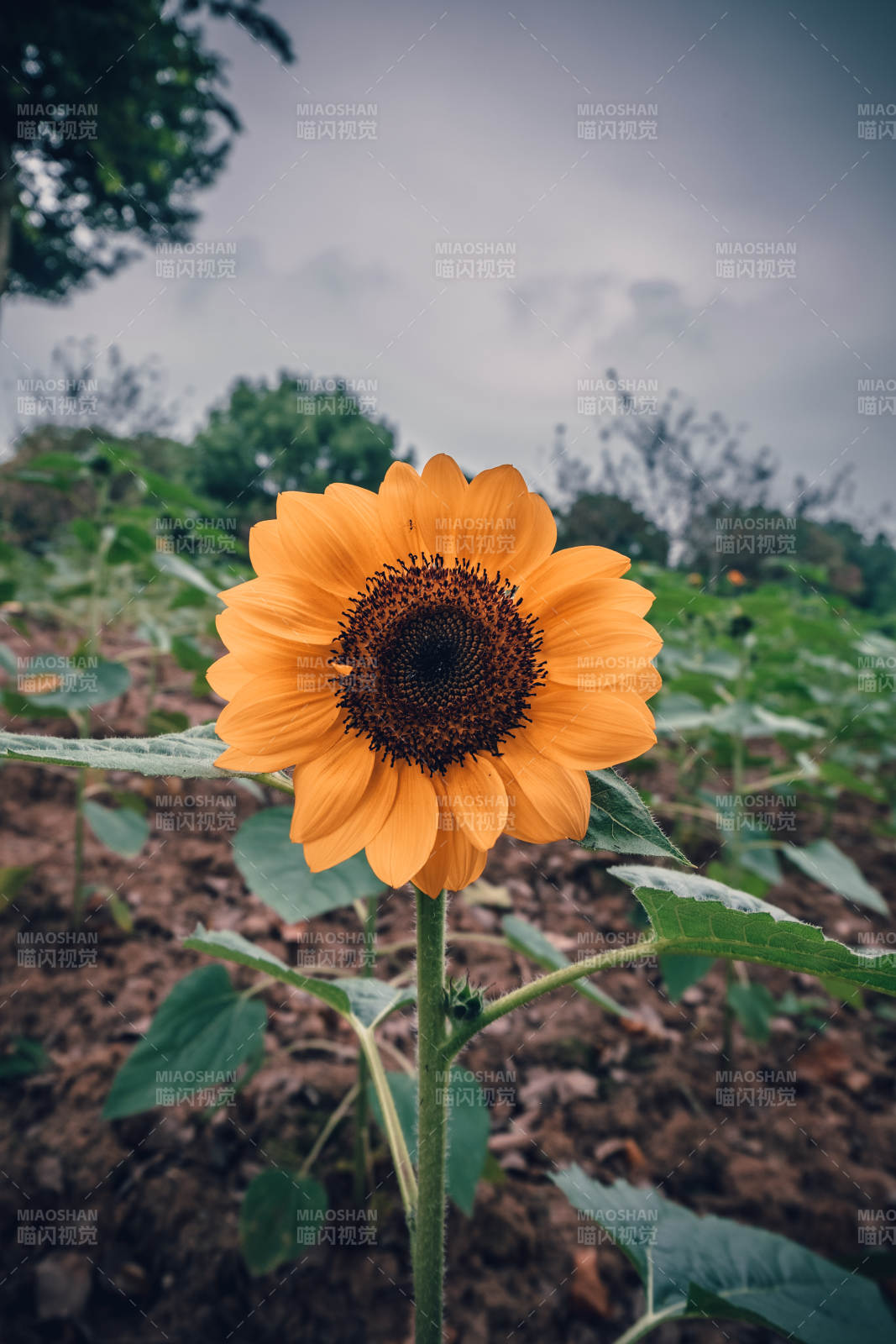 向日葵绽放图片