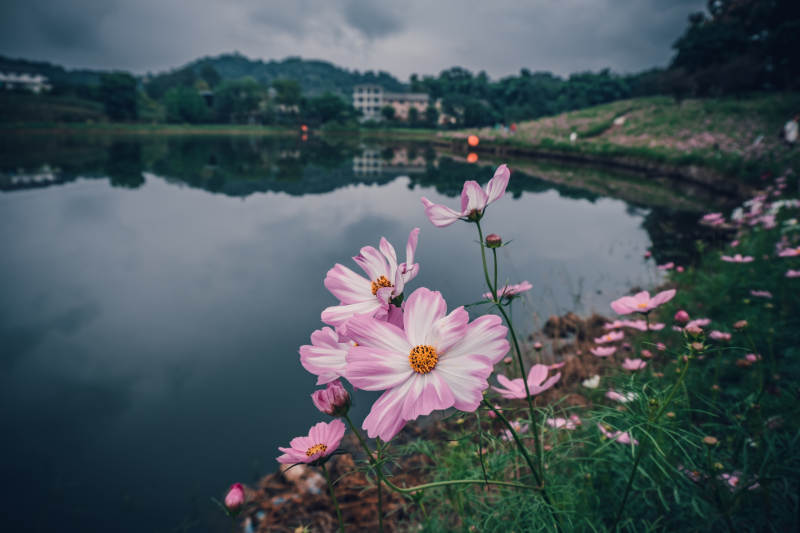 湖畔格桑花花影图片