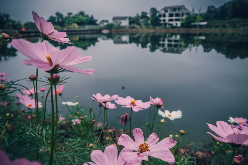 湖畔格桑花映景图片