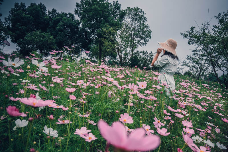 花海中的少女图片