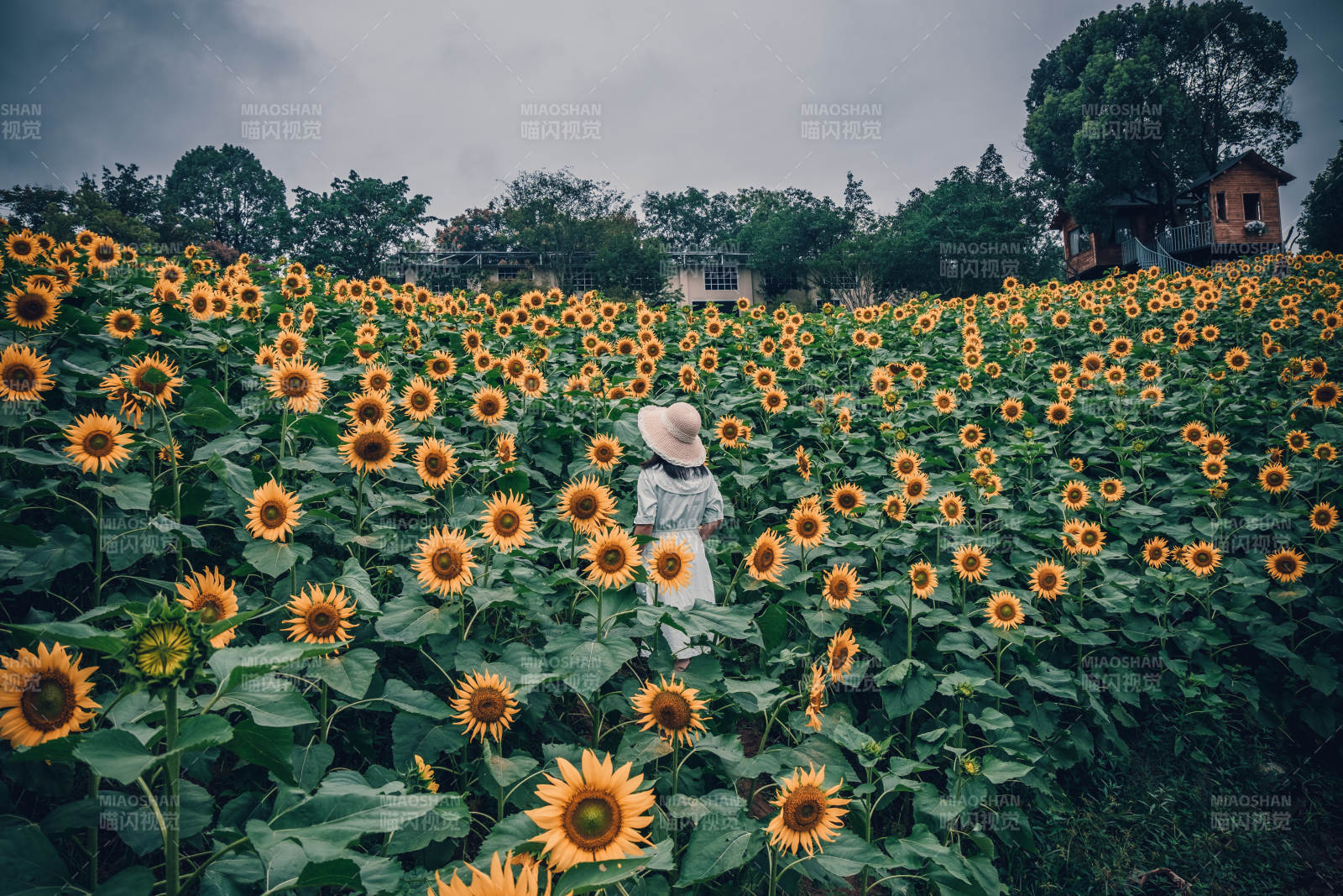 向日葵田中的少女图片