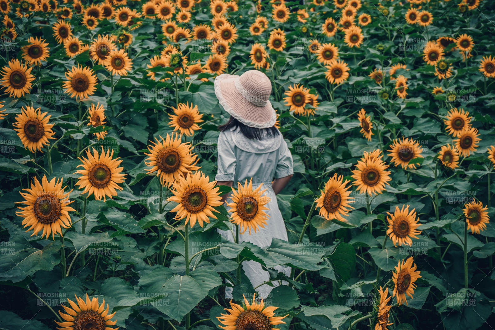 向日葵田中的女孩图片