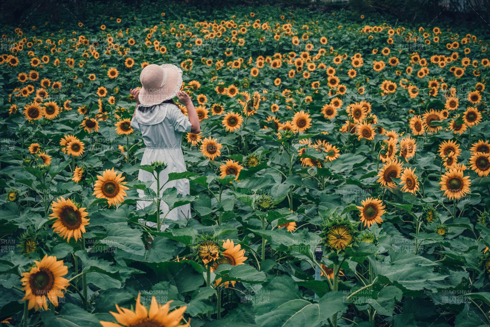 向日葵田中的少女图片