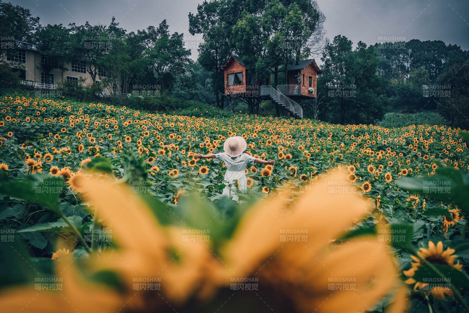 向日葵田中的小屋图片