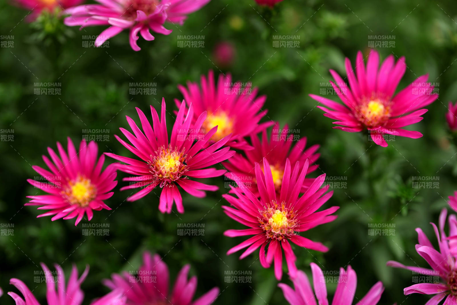 粉红菊花绽放图片