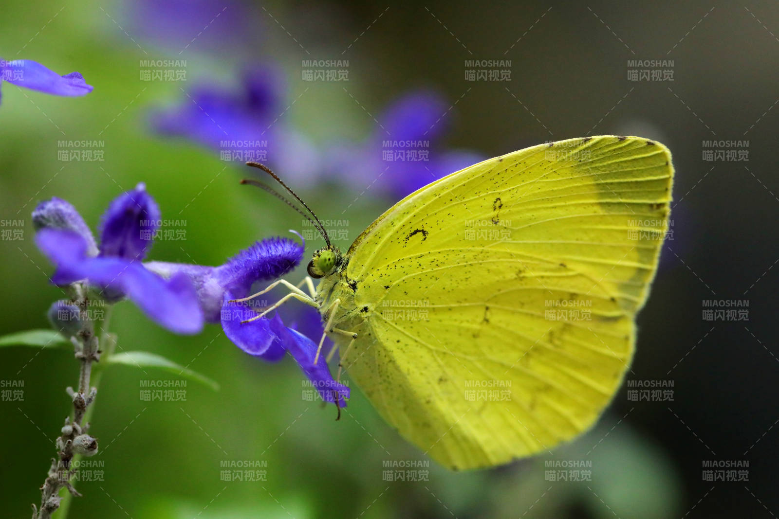 黄蝶栖紫花图片