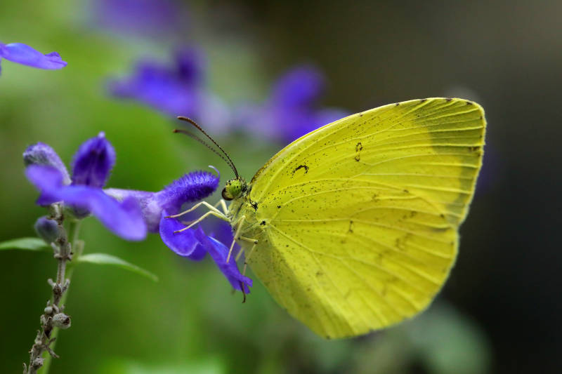 黄蝶栖紫花图片