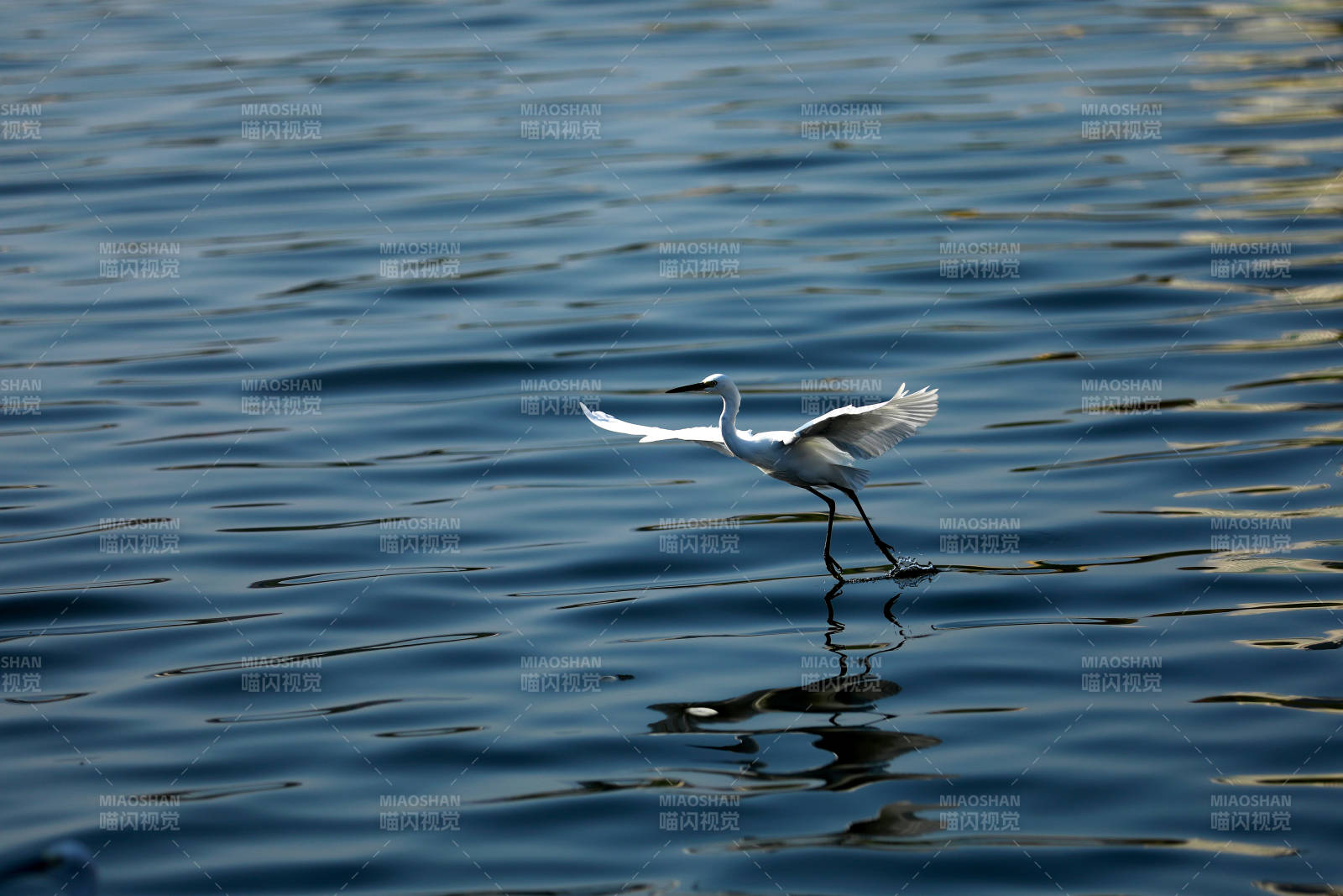 白鹭掠水飞翔图片